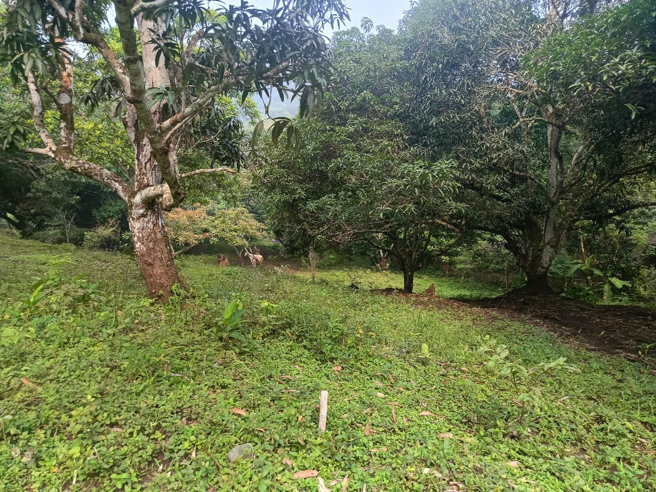 Terrenos Venta cerca de la Col. Benito Juárez, en San Andrés Tuxtla, Ver. - Image 5