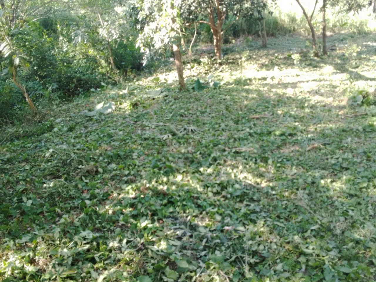 Terreno en Calle Independencia, Ángel R. Cabada Ver - Image 2