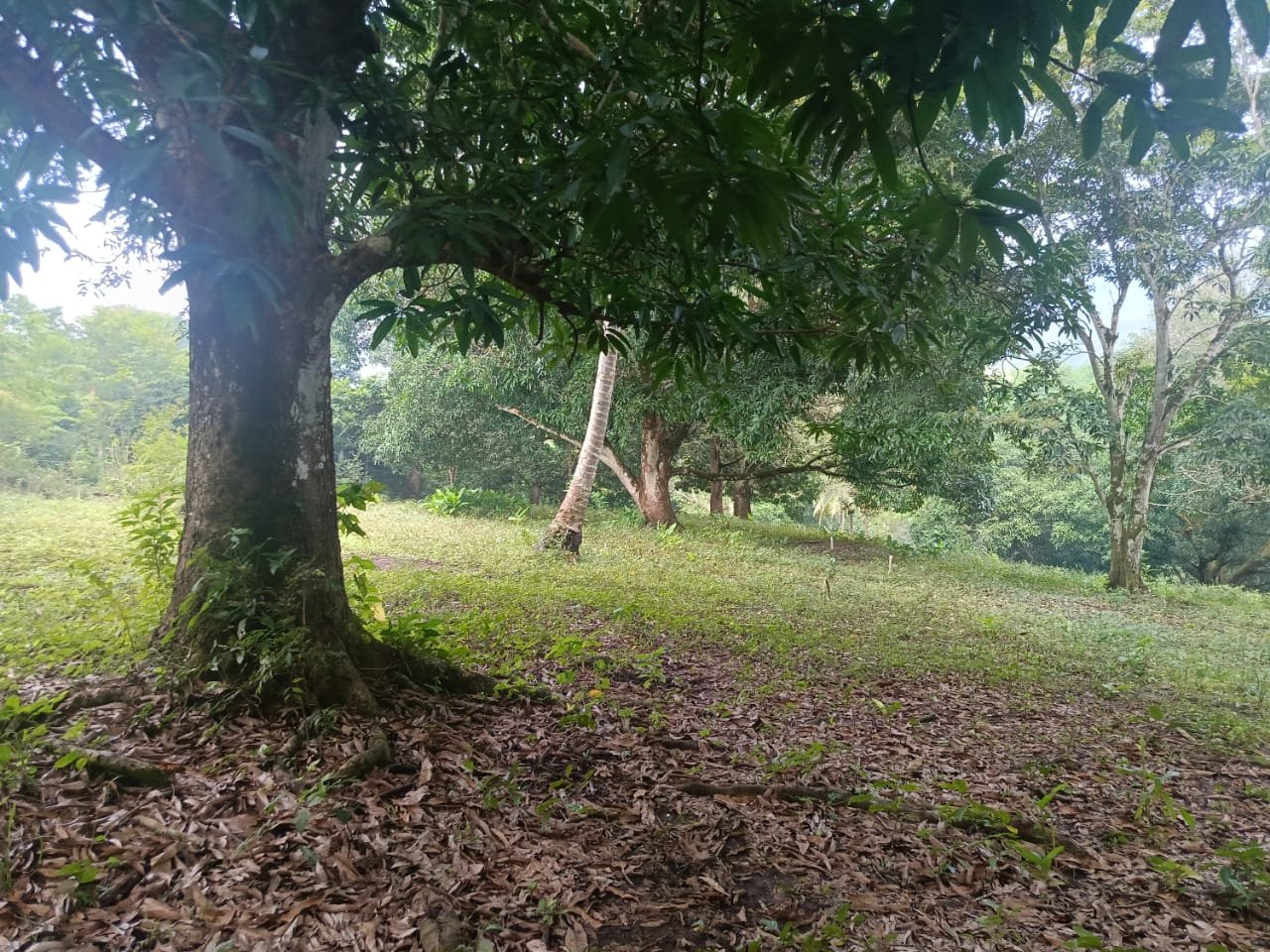 Terrenos Venta cerca de la Col. Benito Juárez, en San Andrés Tuxtla, Ver. - Image 4