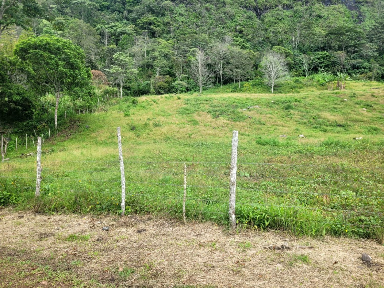 Paraíso Natural en Terreno Espacioso - Image 2