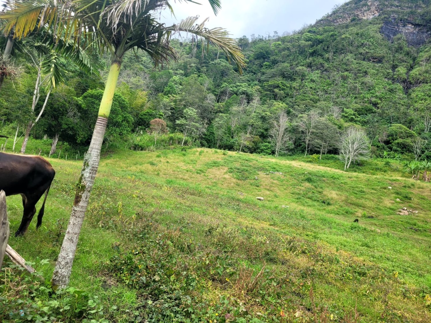 Paraíso Natural en Terreno Espacioso - Image 3